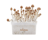 FreshMushrooms® magic mushrooms grow kit