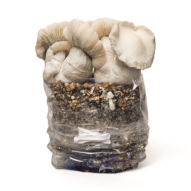 Jack Frost mushroom Kit