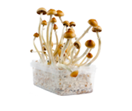 Mondo Magic Mushroom Grow Kits Order Psilocybe Cubensis Here