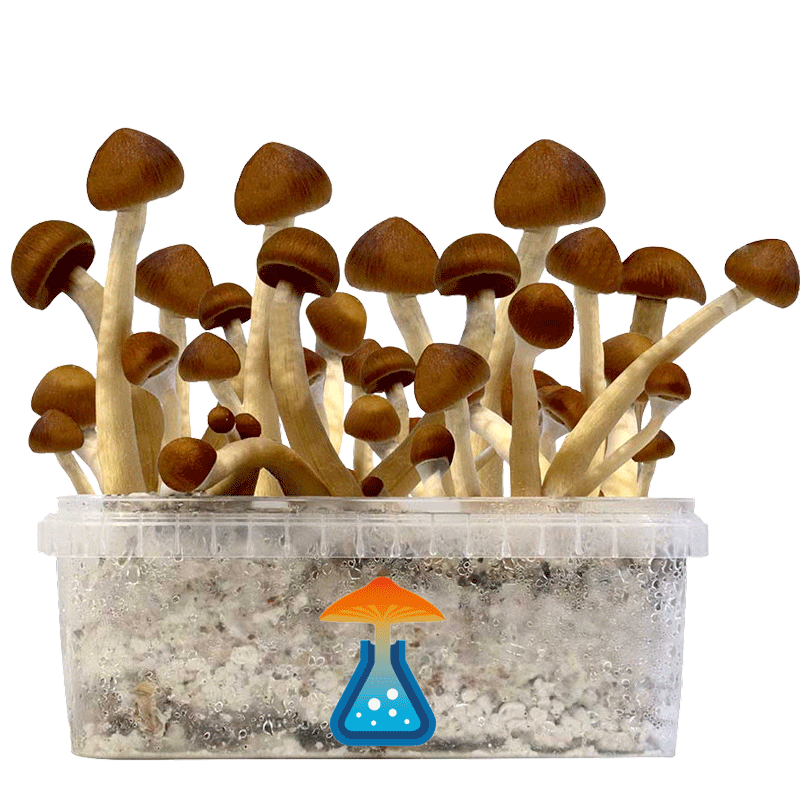 GetMagic magic mushroom grow kits