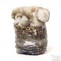 Jack Frost Mushroom Kit - Philosophr® 