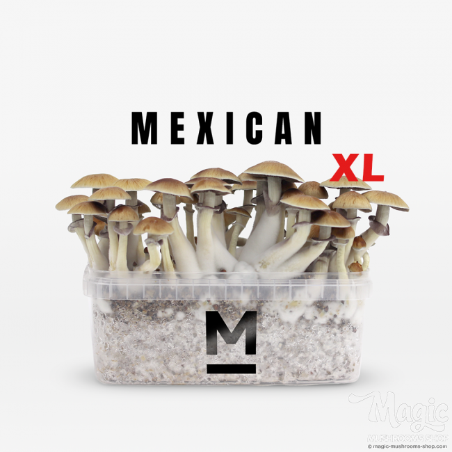Mexicana - Kit De Culture Des Champignons Magiques