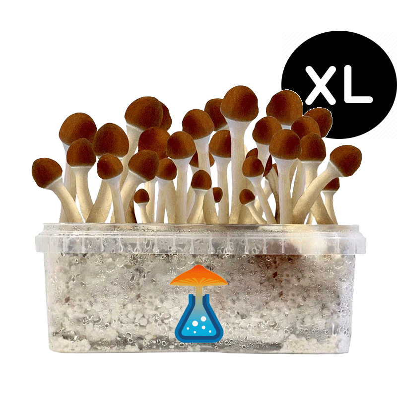 Golden Teacher grow kit XL by GetMagic