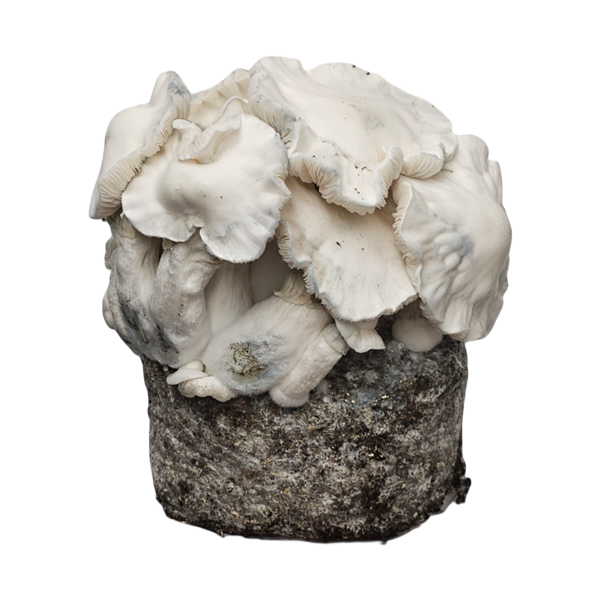 Jack Frost ready-to-grow bag XL by Cloud920
