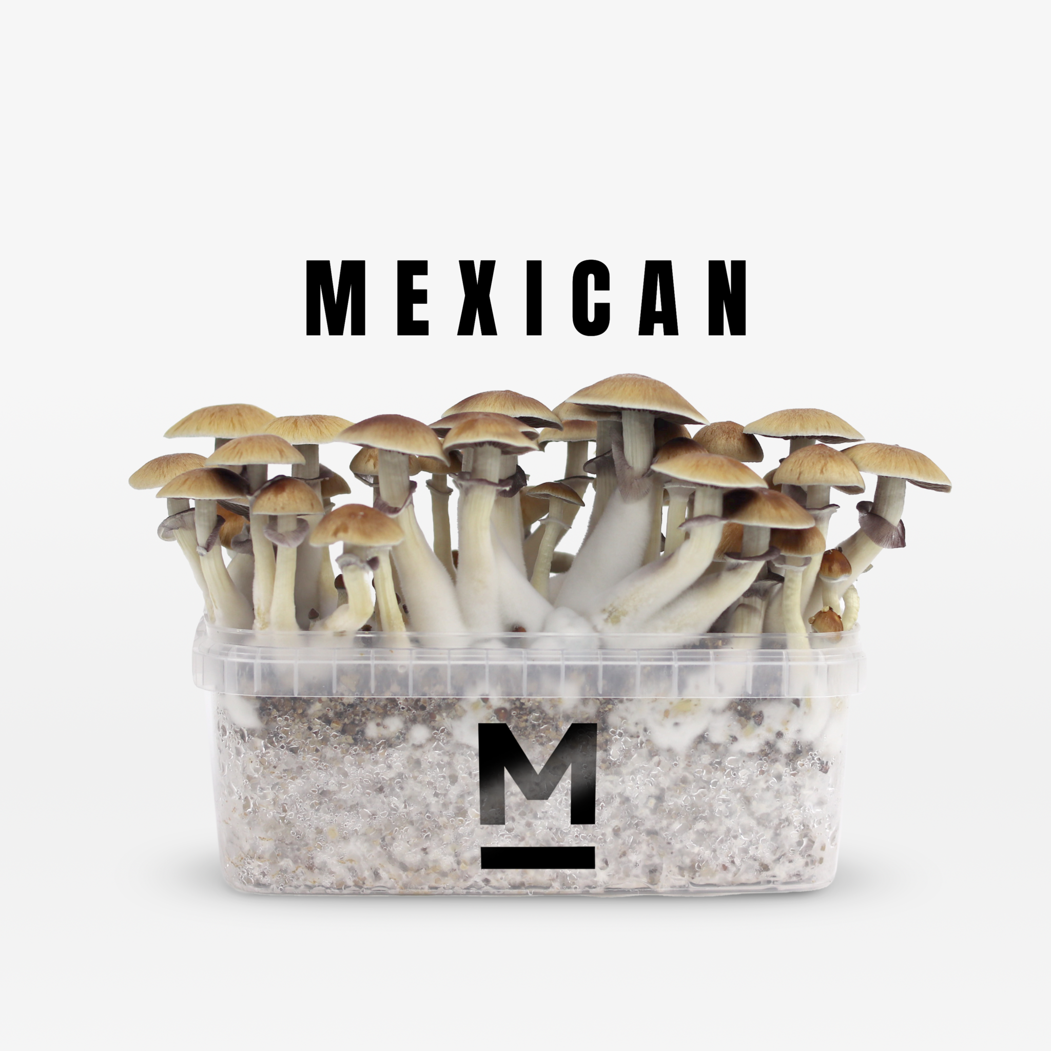 Kit Champignons Psilocybe Mexicana
