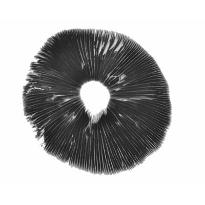 mushroom spore print