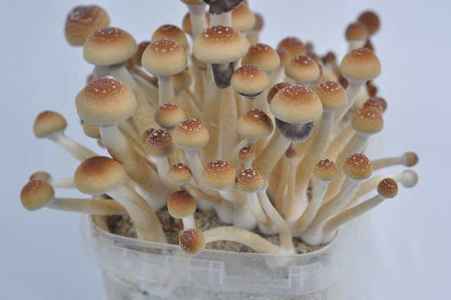 Foto S Van De Orissa India Magic Mushroom Kweekset Magic Mushrooms