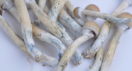 Psilocybe en Psilocine de activebestandsdelen in Paddo's