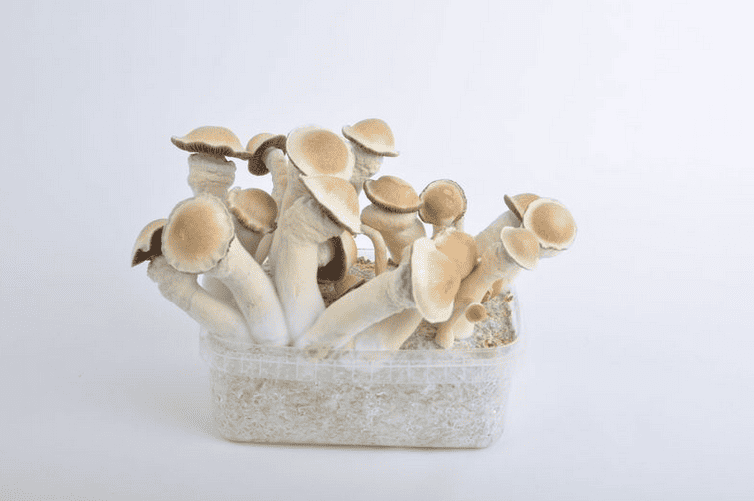 Paddo Trip Report: Penis Envy | Magic Mushrooms Shop Amsterdam