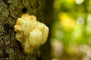 Lion's Mane: Paddestoelen voor je brein