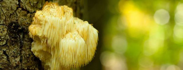 Lion's Mane: Paddestoelen voor je brein