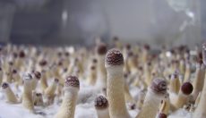 When do I harvest magic mushrooms?