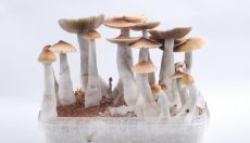 Photos of Texas Magic Mushrooms