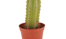 San Pedro Cactus back in stock!
