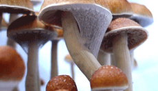 News: Mind the Magic Shrooms,The sad canon of the hallucinogenic mushrooms