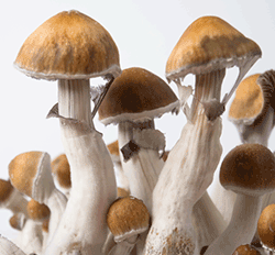 Psilocybe Cubensis - Magic Mushrooms