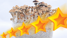 Top 10 best rated and funniest product reviews on our Magic Mushroom Grow Kits