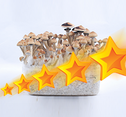 Top 10 best rated and funniest product reviews on our Magic Mushroom Grow Kits