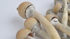 harvest magic mushrooms