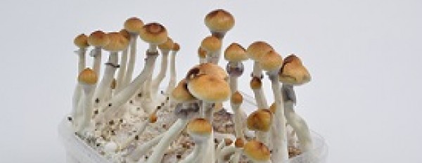 Amazonian Magic Mushrooms Grow Kit EXTRA LARGE