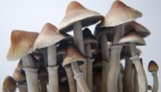 Photos of Ecuadorian magic mushrooms grow kit