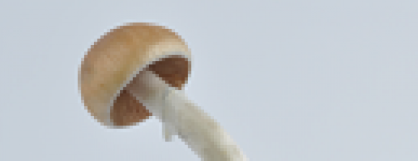 Photos of B+ magic mushrooms grow kit
