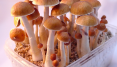 Photos of McKennaii magic mushrooms grow kit