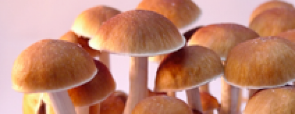 Photos of McKennaii magic mushrooms grow kit