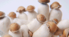Photos of Penis Envy magic mushrooms grow kit
