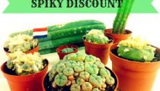 Enjoy the magic mushroom growing experience, with our monthly discounts