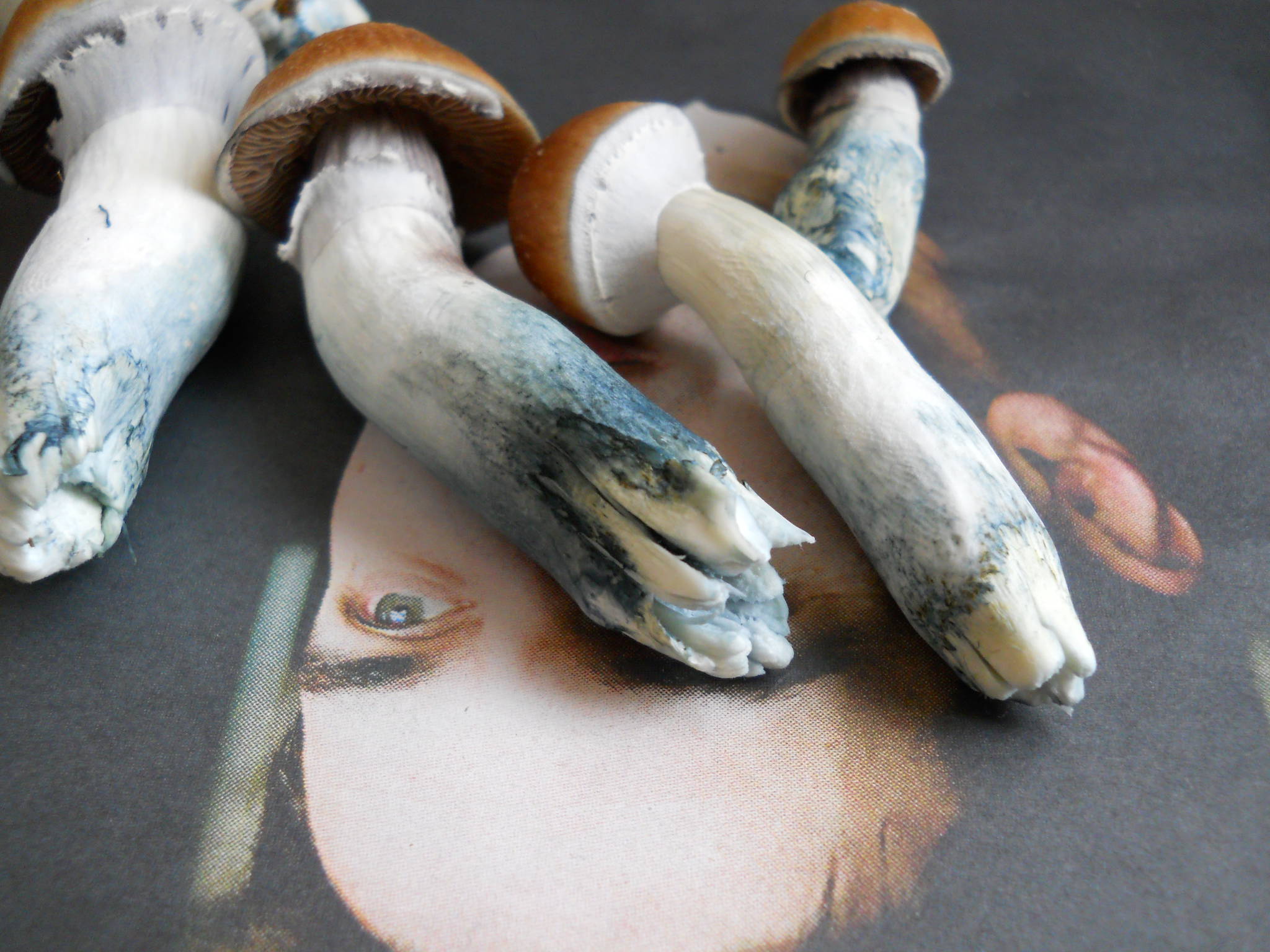 Psilocybe and Psilocin :Blue Stained Magic Mushrooms