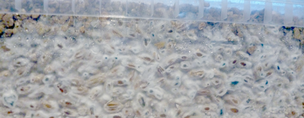 Ask Mick: There are blue spots on the substrate of my mushroom grow kit, is it contaminated?