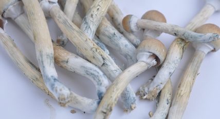September 20th is 9/20 Day! A celebration of the role that psychedelic psilocybin mushrooms play in our society.