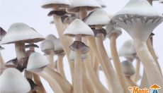 Photos of the Albino A+ Magic mushroom grow kit