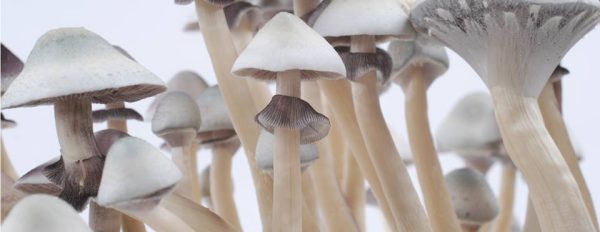 Photos of the Albino A+ Magic mushroom grow kit