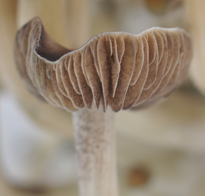 Mushroom culivation methods