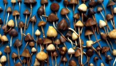 The best way to start growing magic mushrooms