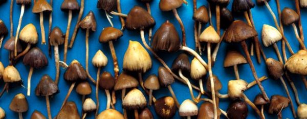 The best way to start growing magic mushrooms