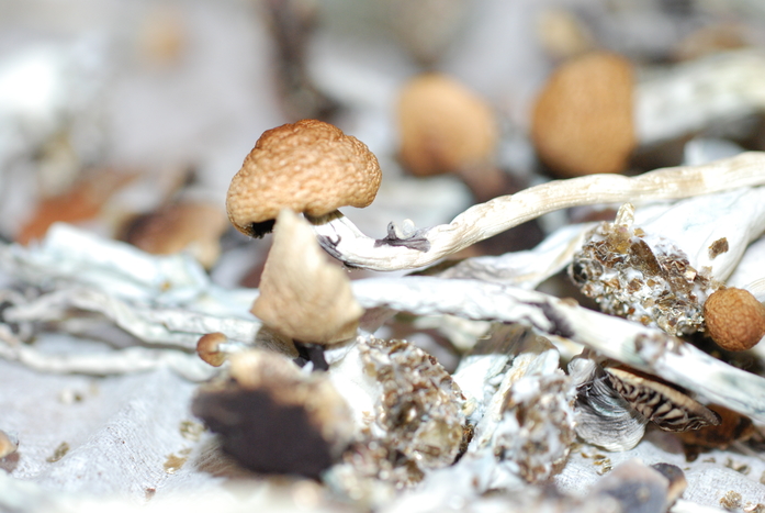 How to and store magic mushrooms Magic Mushrooms