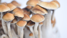 Magic Mushrooms Shop trippy news digest 1.20