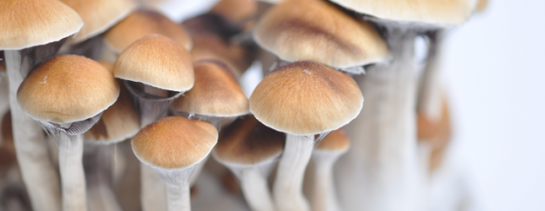 Magic Mushrooms: The Greatest Kits!