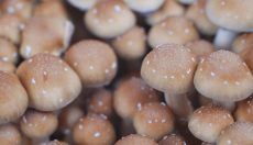 Mushroom aborts: what to do?