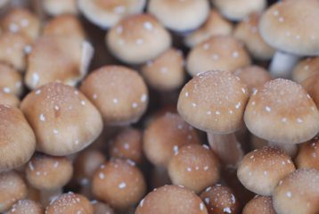 Mushroom aborts: what to do?