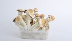 What are the strongest magic mushrooms?