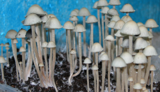 Magic mushrooms species