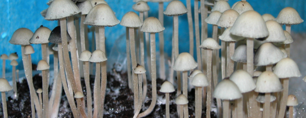 Magic mushrooms species