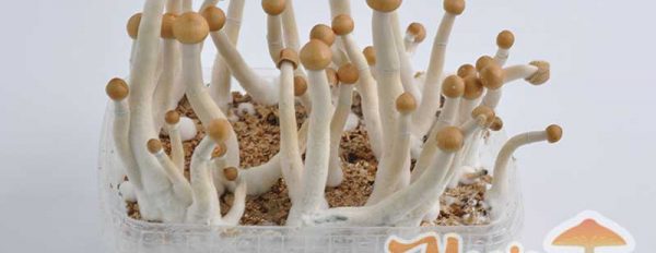 Mexican Magic Mushrooms for beginners