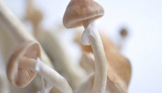 How to grow magic mushrooms? Different cultivation methods and grow teks Part 2