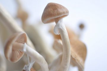 Magic mushroom B+