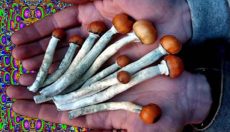 Magic Mushrooms Shop weekly ''trippy'' news digest 1.15